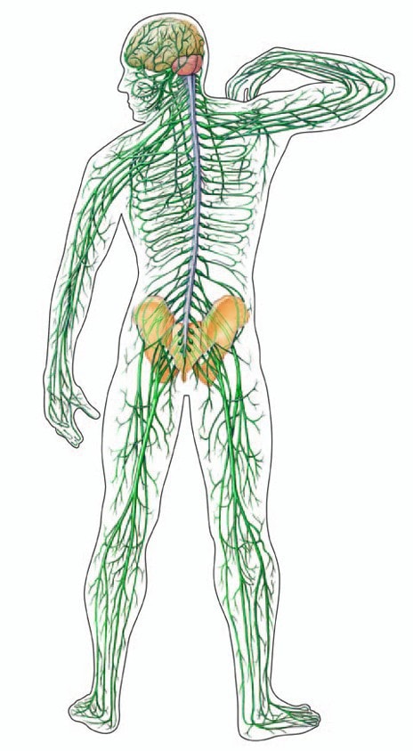 human nerves